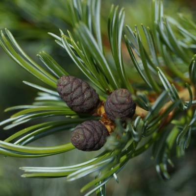 Pinus parviflora Glauca_01